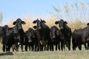 Teste de legenda com muito texto. Lorem ipsum dolor sit amet, consectetur adipiscing elit, sed do eiusmod tempor incididunt ut labore et dolore magna aliqua.